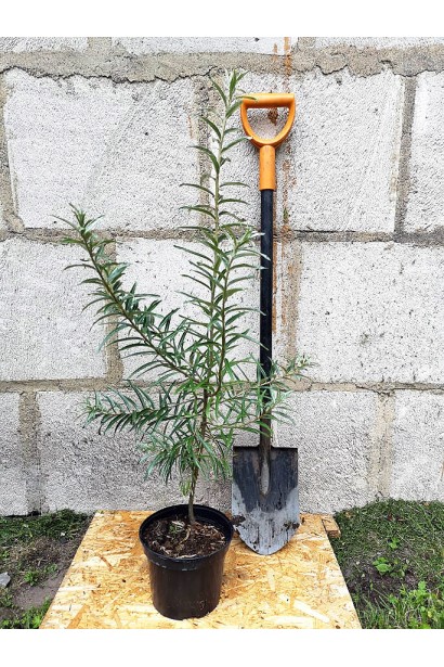 Саджанець обліпихи Чуйська Солодка в контейнері 3 л